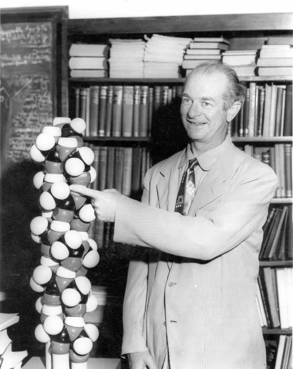 Linus Pauling with a model of the α helix, 1954