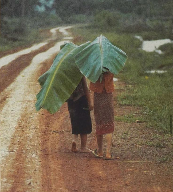 Banana leaf umbrellas, Indonesia
