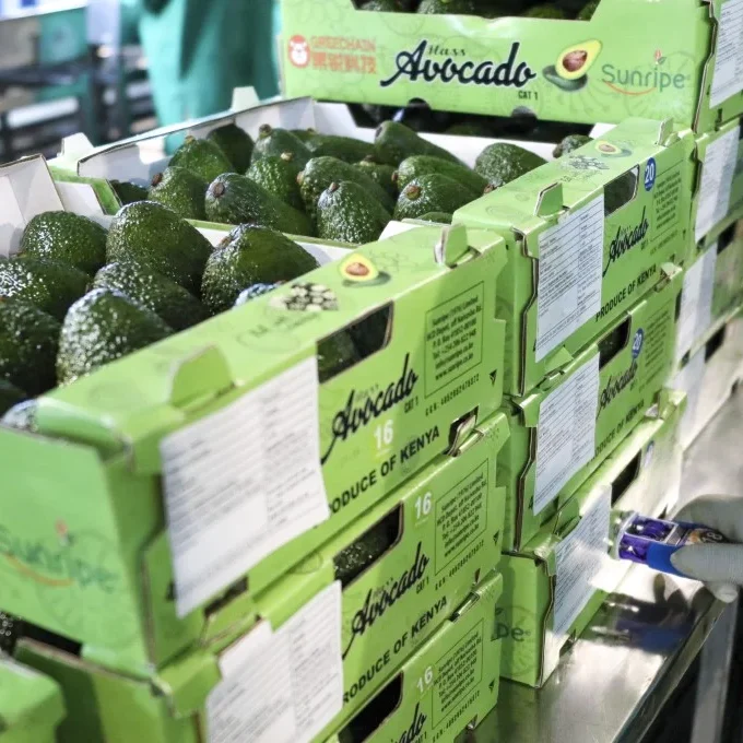Fresh avocados from Kenya waiting to be transported to the Chinese market