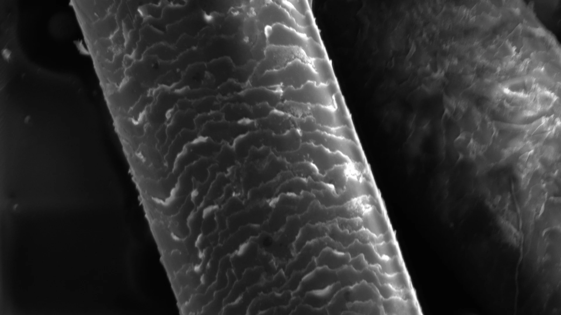 Micrograph of a keratin fiber surface showing the layered cuticle structure
